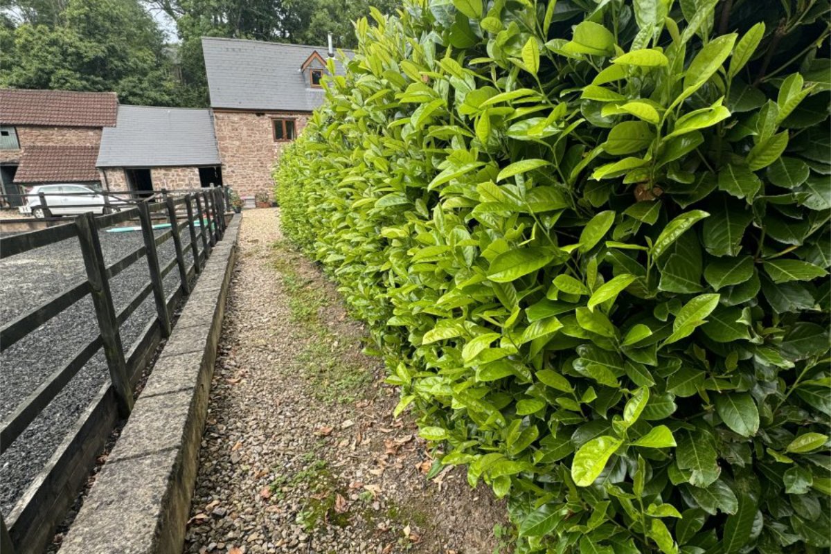 hedge-cuttin1