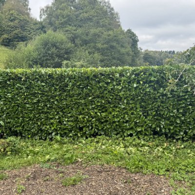 hedge-cuttin2