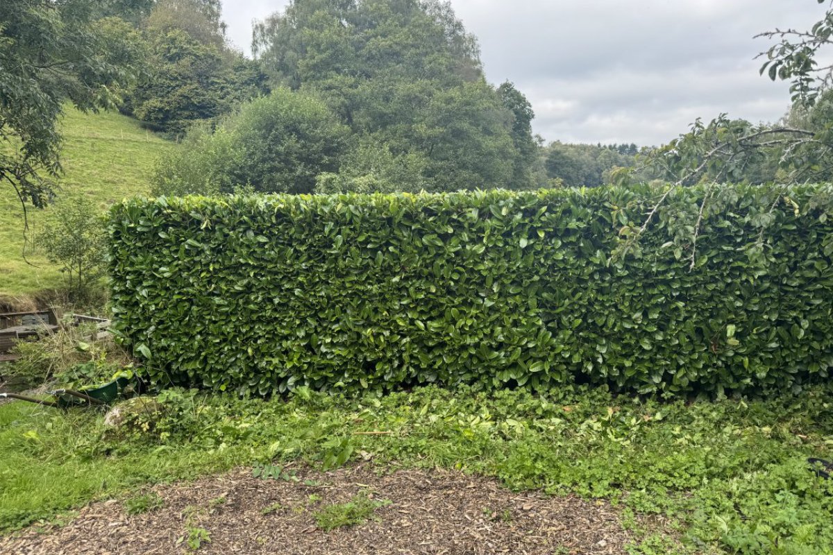 hedge-cuttin2