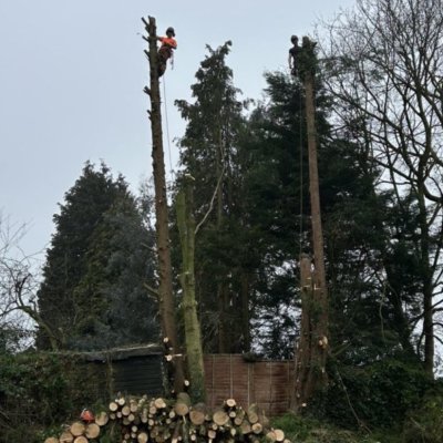 tree work1