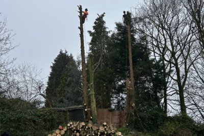 tree work1